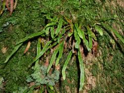 Notogrammitis angustifolia. Mature plants with long, narrow fronds growing epiphytically on a trunk.
 Image: L.R. Perrie © Te Papa CC BY-NC 3.0 NZ